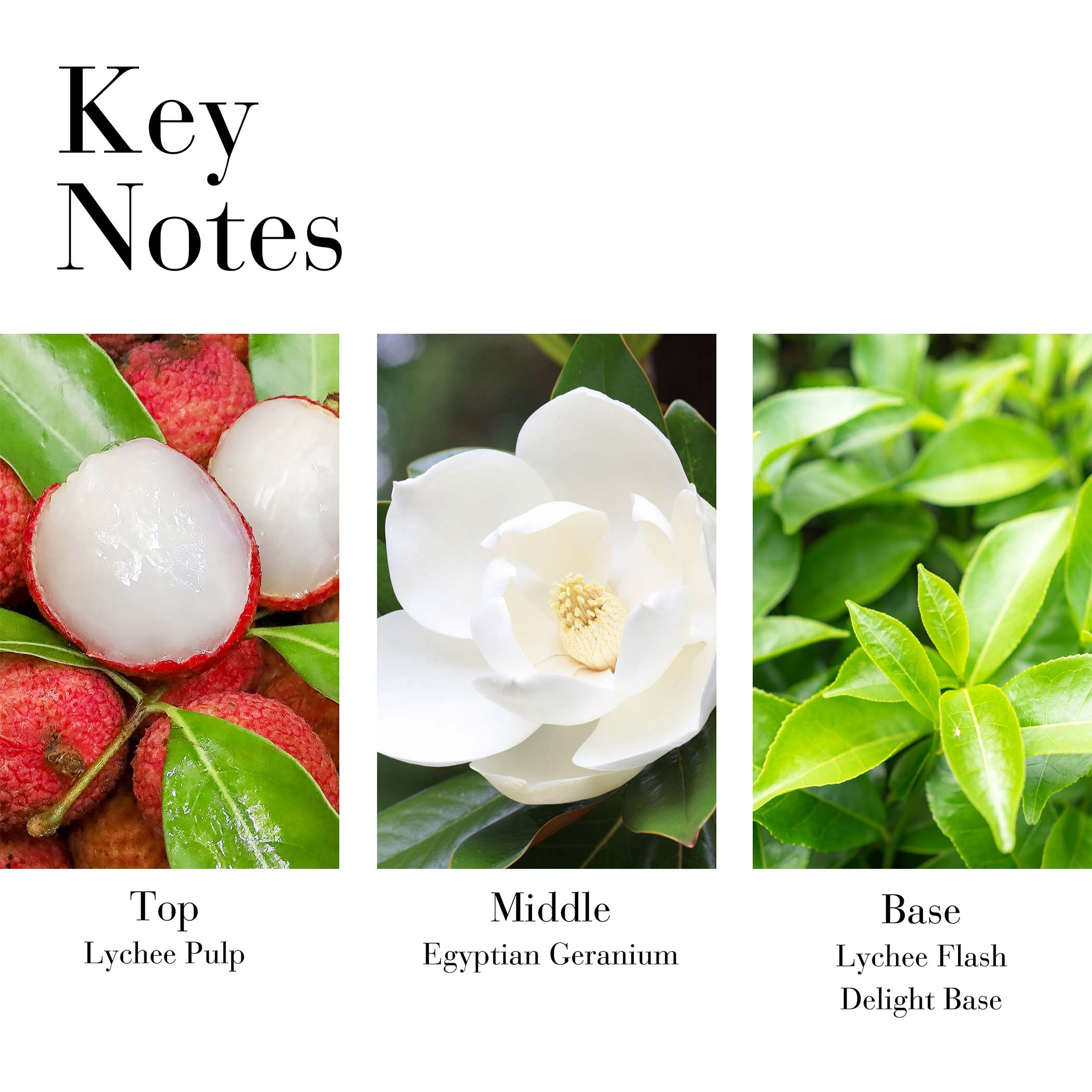 Key Notes- top lychee pulp, middle Egyptian geranium, base lychee flash delight base