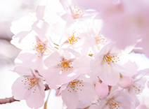 Sakura Tree Blossom