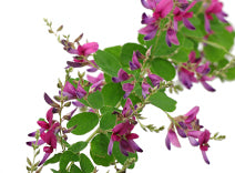 Bushclover Flower Extract