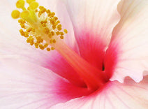  Hibiscus Seed Extract