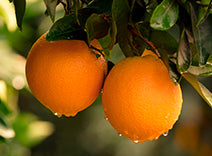 Mandarins in a tree